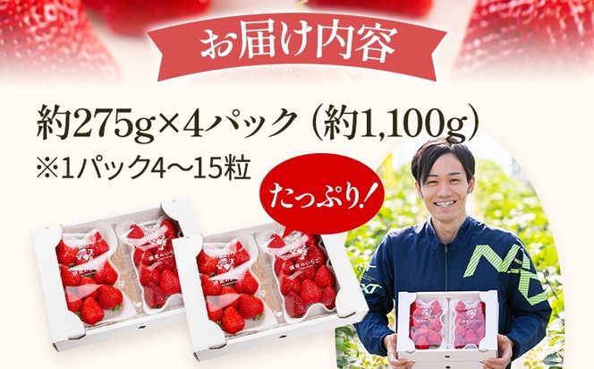 あまおう 約1100g（約275g×4パック） 【先行受付／2026年3月下旬以降順次発送予定】いちご 苺 福岡高級 フルーツ お取り寄せ ご当地グルメ 福岡土産 取り寄せ グルメ 福岡県 食品 社会福祉法人 猪位金福祉会