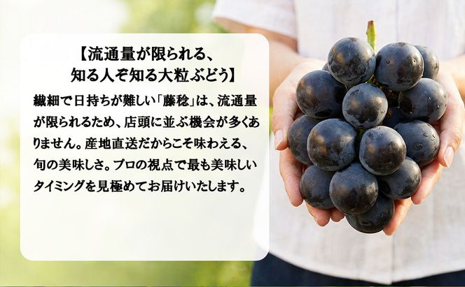 《圧倒的な大粒品種！》上級品をお得に 【藤稔（ふじみのり）】　1.0kg以上（2房）　【2026年発送分 先行予約】- FUJIKAWA GRAPES -