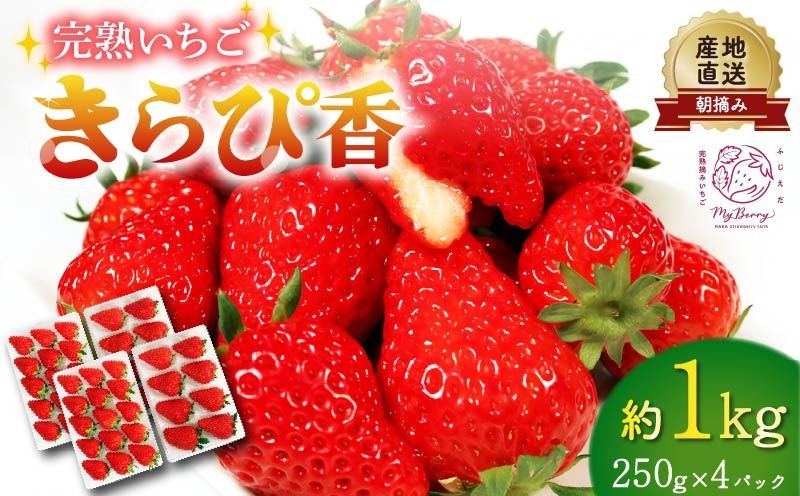 いちご きらぴ香 約1kg 約250g×4パック 朝どれ 完熟 苺 産地 直送 フレッシュ イチゴ 贈答 フルーツ 果物 国産 静岡県 藤枝市 ふるさと人気 [先行予約 : 2026年3月〜2026年5月発送予定 ]