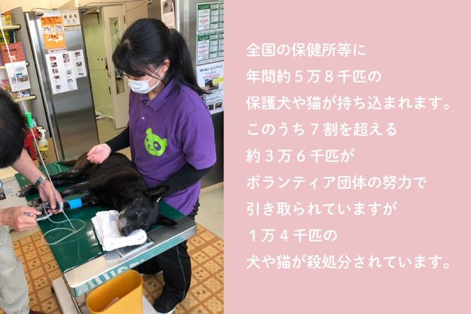 犬猫保護活動への支援 50万円分 [NPO法人セブンデイズ 福岡県 筑紫野市 21760893] 保護 動物 犬 猫 犬猫 保護犬 支援 応援 愛護