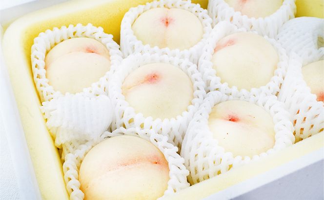 桃 2026年 先行予約 白桃 8玉 （1玉200g以上） 等級：ロイヤル 化粧箱入り もも モモ 岡山県産 国産 フルーツ 果物 ギフト 贈答品 糖度12.0度以上 