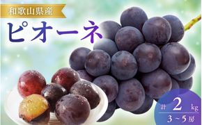 【先行予約】ピオーネ 和歌山県産 約2kg（3〜5房） / ぶどう 葡萄 ブドウ フルーツ 果物  ※8月下旬～9月中旬頃に順次発送 ※離島への配送不可 【mat511-r-2】