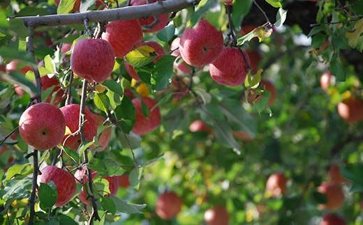 FYN6-311 ご家庭用 山形県産 品種おまかせ りんご 赤色系 約2kg 2025年10月上旬から順次発送 果物 くだもの フルーツ 林檎 リンゴ アップル 秋果実 生産者支援 農業者支援 支援品 自宅用 家庭用 訳アリ ワケアリ 山形県 西川町 月山