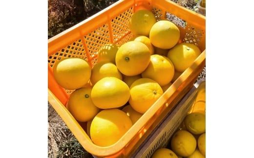 【先行予約】楠瀬さんの土佐文旦 家庭用 約10kg M～Lサイズ 24～30玉〈2027年2月15日～2027年4月5日発送〉 / ぶんたん ブンタン 文旦 フルーツ 柑橘 みかん 果物 くだもの 柑橘類 デザート お取り寄せ 国産 常温 配送【まる庄果樹園】[BQAF020]