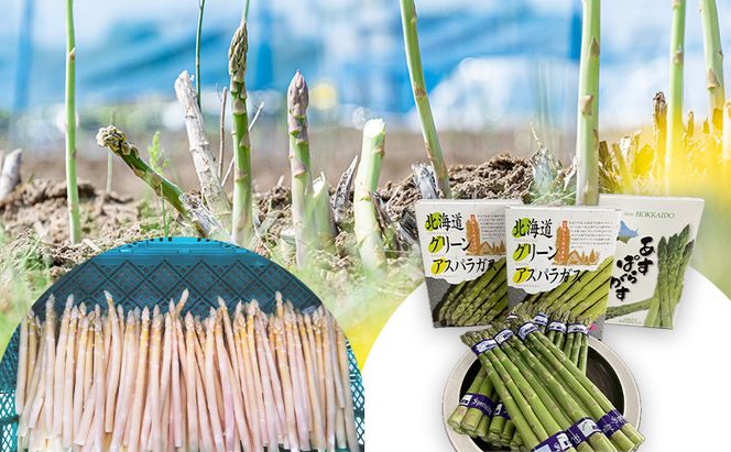 【2026年春発送】数量限定 グリーン アスパラ ホワイト アスパラ 計約1kg アスパラガス 北海道 富良野 新鮮 野菜
