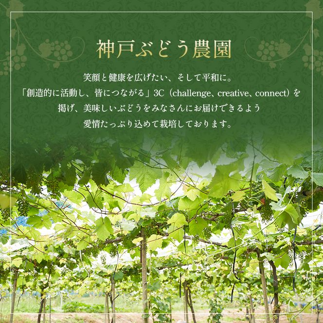 シャインマスカット 約1.5kg以上（2房）朝採れ ぶどう セット 詰め合わせ 産地直送 フルーツ 兵庫県 加西市