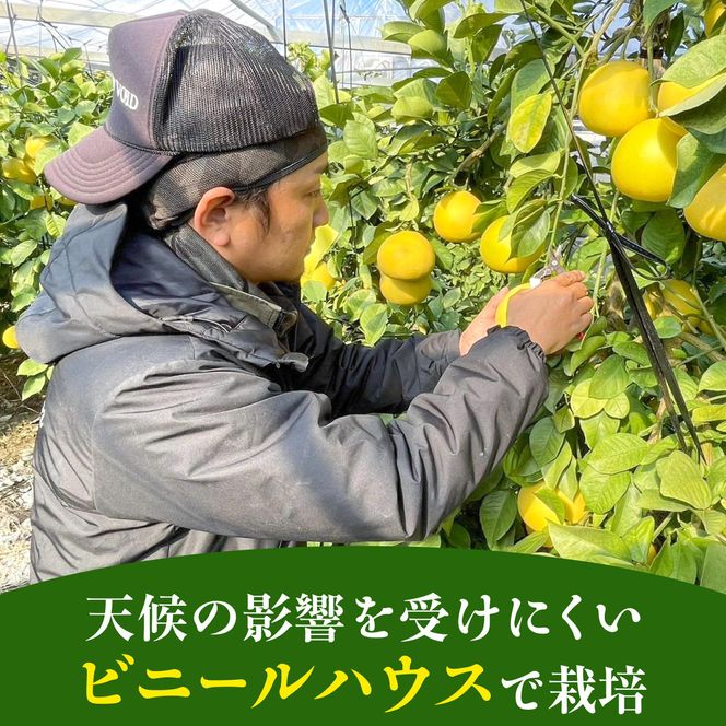 【先行予約】訳あり 温室土佐文旦 家庭用 5kg (8～12玉）〈2026年12月上旬から発送〉/文旦 ぶんたん ブンタン 土佐文旦 ハウス栽培 甘い 柑橘 フルーツ 果物 ご当地 産地直送 お取り寄せ【土佐文旦の藤岡】 [BQBJ005]