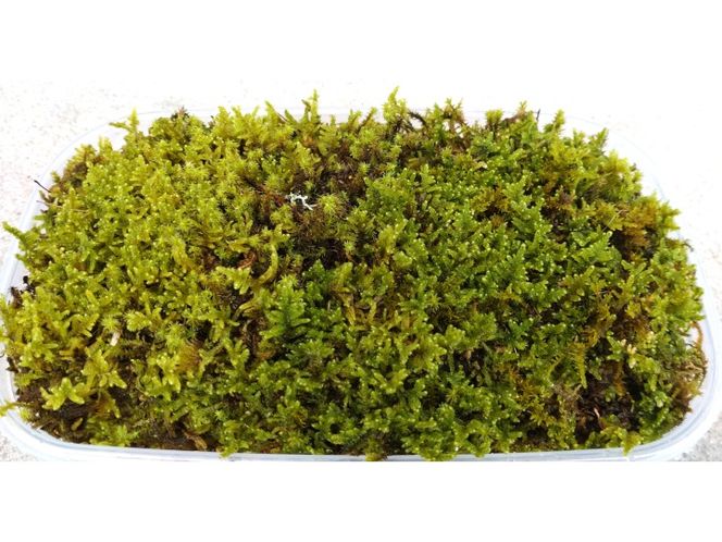 ハイゴケ生苔3シート1セット