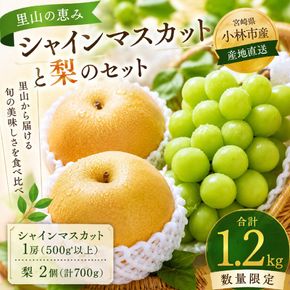 【産直もぎたて】シャインマスカットと梨のセット（フルーツ 果物 くだもの ブドウ ナシ 旬 先行受付 2025 贈答用 限定 産地直送）