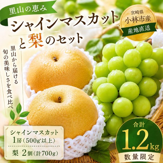 【産直もぎたて】シャインマスカットと梨のセット（フルーツ 果物 くだもの ブドウ ナシ 旬 先行受付 2025 贈答用 限定 産地直送）