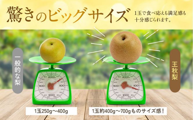 【先行予約】ギフト用 数量限定 鳥取県産”王秋梨（おうしゅうなし）” 約5kg （8～15玉）≪2026年11月中旬頃出荷≫ 312011_GT005
