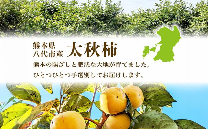 【先行予約】 太秋柿 約3kg （8～15玉） フルーツ くだもの 果物 柿 かき カキ おやつ デザート 秋の味覚 秋 旬 熊本県 八代市 【2026年10月上旬より順次発送】