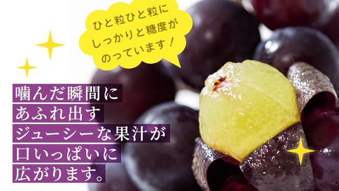 ＼選べる内容量・定期便／ ピオーネ 約1.3kg ～ 5kg （約2房～12房）　単品（1回）・定期便（3か月連続）【2026年8月より発送開始】（茨城県共通返礼品 [ぶどう]：結城市産） ぶどう ブドウ 葡萄 ピオーネ高級 国産 黒ぶどう 旬 お取り寄せ フルーツ 希少品種 デザート