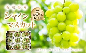 シャインマスカット 約5kg ぶどう ブドウ 葡萄 香川県産 国産 フルーツ 果物