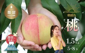 【2026年 先行予約】日本一の産地 山梨県産　朝採れ桃 約1.5kg (５～７玉）　FF008