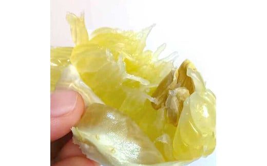 【先行予約】土佐文旦 文旦 訳あり 大玉入り 20kg 20キロ 3L～L 〈2027年2月～発送〉ぶんたん  フルーツ  みかん 果物  柑橘類   ご自宅用 お取り寄せ 国産【松岡ぶんたん園】