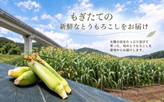【2027年 先行予約】山梨県都留市産 ゴールドラッシュ 10～12本｜ 新鮮 朝採れ もぎたて発送 甘い とうもろこし トウモロコシ 産地直送 送料無料【炭香ファーム】 FC001