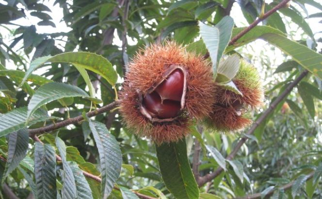 栗 草生栽培で育てた賀久農園の球磨栗 約3.9kg 2026年発送 配送不可 離島 果物類 くり 