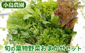 旬の葉物野菜おまかせセット＜小島農園＞◇《農薬不使用 京野菜 京都 亀岡産 季節の野菜セット 新鮮 安心 安全 産地直送 詰め合わせ やさい 自然派 農家直送》