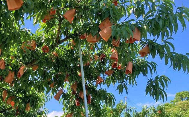 桃 2026年 先行予約 ご家庭用 岡山 白桃 5玉～9玉 2.0kg 前後 もも 岡山県産 国産 フルーツ 果物 雅桃園