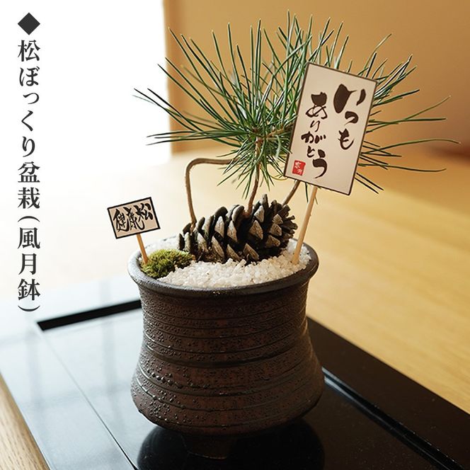 ミニ松 盆栽 | 盆栽 松 観葉植物 インテリア 癒し プレゼント ギフト 敬老の日 誕生日 お祝い 送料無料 岐阜 瑞穂市 はなのかファーム ※2026年6月～発送