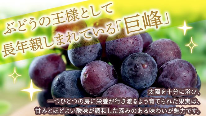 ＼ 選べる内容量 ／巨峰 約1.3kg(約2房) / 約2kg(約4房) / 約5kg(約8～12房)【2026年7月より発送開始】（茨城県共通返礼品 [ぶどう]：結城市産） ぶどう 果物 フルーツ デザート 茨城県 ギフト 高級 旬