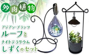 多肉植物　アジアン・プランツルーフとナイトテラリウムしずくのセット インテリア 照明 ライト 　※2025年7月中旬頃より順次発送予定　※離島への配送不可