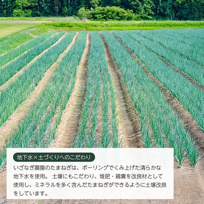 【新玉ねぎ】いざなぎ農園の淡路島玉ねぎ 5kg【発送時期2026年5月頃】