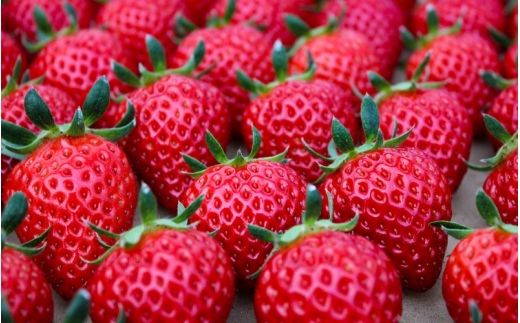 【定期便】【完熟クラフト苺BERRY】濃厚な樹上完熟イチゴ 1品種ずつ3回届くセット（白いちご＋赤いちご２品種）各約500g【出荷2026年12月上旬～2027年5月下旬】化粧箱入り【yuji-tkb0001】