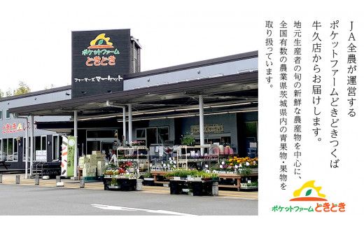 【 先行予約 】茨城県産 アールスメロン 秀品 3L サイズ × 2玉 入り 【 2026年8月下旬から発送 】 おすすめ JA全農いばらき JA メロン めろん ふるさと納税 フルーツ 予約 マスクメロン くだもの 果物 国産旬 定番 旬 期間限定 青肉 果物