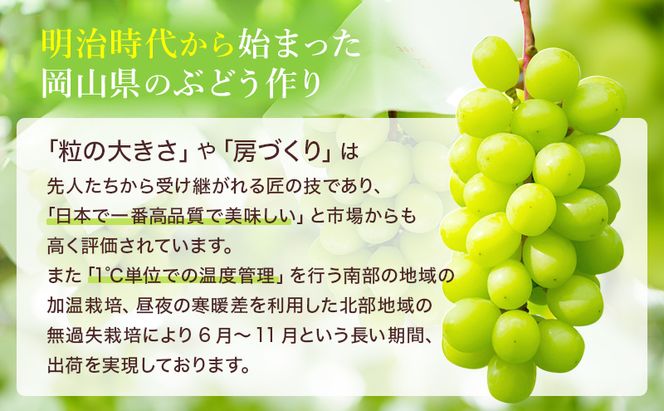 ぶどう 2026年 先行予約 シャイン マスカット 晴王 5房～10房 約5kg 8月下旬～11月下旬発送 ブドウ 葡萄 岡山県産 国産 フルーツ 果物 ギフト 