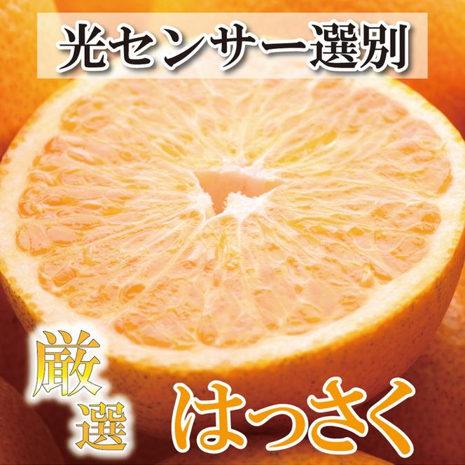 ＜4月より発送＞厳選 樹上完熟はっさく7.5kg+250g（傷み補償分）【有田の春みかん・五月八朔・さつきはっさく・木生りはっさく・きなりはっさく】【光センサー選別】◇