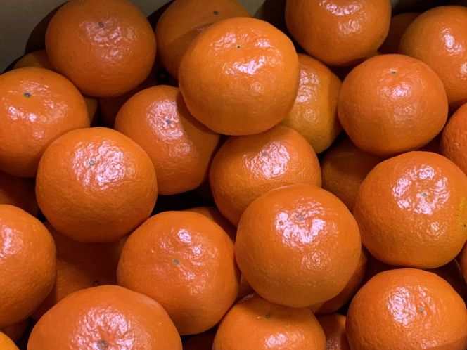 【先行予約】【秀品】紀州和歌山産 温州みかん 山下紅早生「紅娘」約3kg（箱込み）S～2L サイズ混合