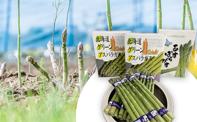 【2026年春発送】数量限定 グリーンアスパラガス Lサイズ 約1.5kg 野菜 アスパラ アスパラガス 新鮮 北海道 富良野