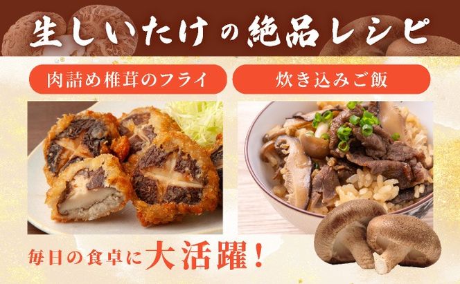 訳あり 湘南しいたけ 生 しいたけ 1.5kg 規格外 訳アリ しいたけ シイタケ 椎茸 きのこ キノコ ヘルシー 栄養 肉厚 ジューシー フレッシュ 国産 産地直送 アレンジ BBQ バーベキュー 北海道 伊達市【農福連携】