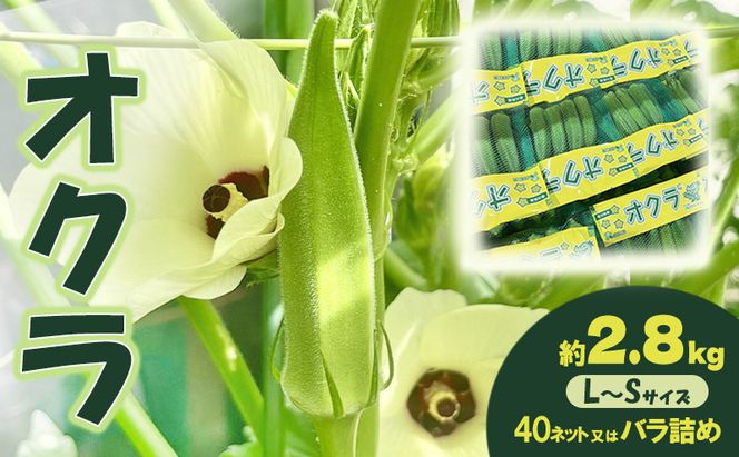 オクラ 約2.8kg 野菜