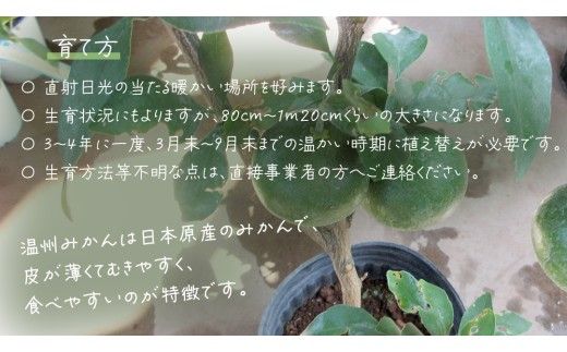 温州 みかん の 苗  8号ポット 1点 苗木 庭木 果樹 ガーデニング 家庭菜園 園芸 鉢植え 庭木 果物 くだもの  観葉植物 インテリア 植木鉢 [BG022us]