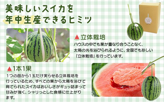 スイカ 江本農園の初夏のアンテナスイカ1玉 数量限定 のし 熨斗 高知県産 果物 くだもの フルーツ すいか 西瓜 スイカ 糖 完熟 甘い みずみずしい 瑞々しい ハウス栽培  em-0033
