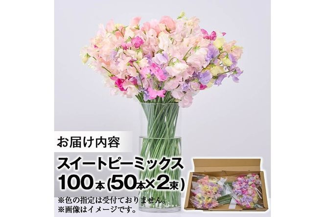 ＜先行予約受付中！2025年12月中旬以降順次発送予定＞門川町産スイートピーミックス(計100本・50本×2束) 花 フラワー ギフト 贈り物 プレゼント 常温 保存 宮崎県 門川町【AL-1】【安田農園】