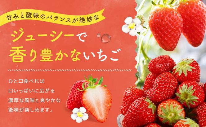 【2027年発送！先行予約】大きめいちご「紅ほっぺ」280g×2パック 222232_DD004