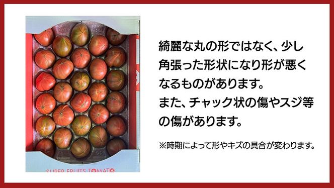 【 早期申込み限定 特別寄附額 】 訳あり フルーツトマト 大箱 約2.6kg × 1箱 【大玉 20〜35玉/1箱】 糖度7度 以上 野菜 フルーツ トマト とまと [AF102ci]