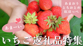【2026年最新版】ふるさと納税でもらえる「いちご」おすすめ返礼品ランキング