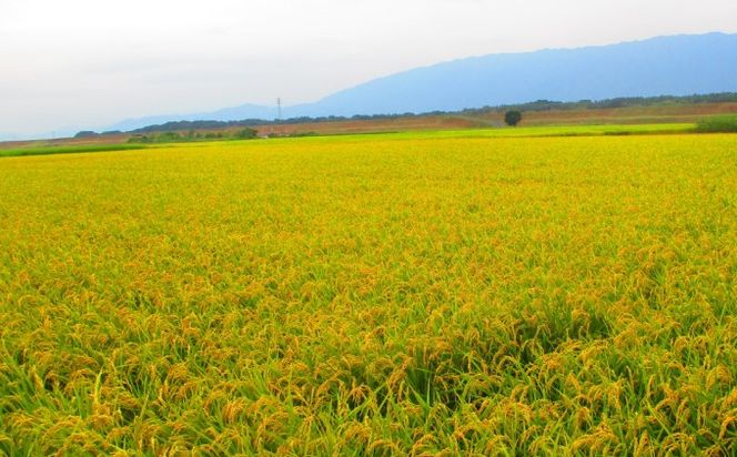 定期便 3回 米 5kg 玄米 ゆめつくし お米 ビタミン ミネラル 食物繊維 低温保存管理 