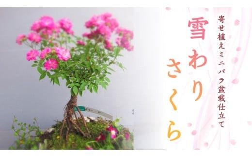寄せ植え ミニバラ 盆栽仕立て 「雪わりさくら」 薔薇 ばら 盆栽 ギフト 贈答 プレゼント 贈り物 贈りもの 母の日 誕生日 記念日 [BN018ci]