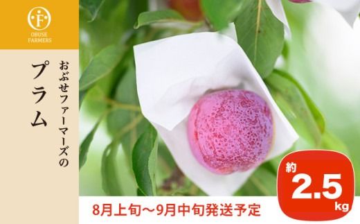 プラム 約2.5kg ［おぶせファーマーズ］数量限定 果物類 フルーツ 長野県産 信州産 クール便 冷蔵便 お取り寄せグルメ 【2025年8月上旬～9月中旬発送】［F-22］