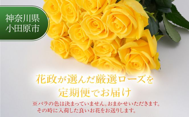 【3か月定期便】フローリストおすすめローズ約12本　（毎月お届け） 142069_BN058
