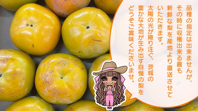 【 先行予約 】 品種おまかせ 採れたて天使の 甘柿 約 3kg（ 茨城県共通返礼品：かすみがうら市 ） 【 2026年10月頃発送 】 フルーツ かき カキ 果物 旬 新鮮 期間限定 甘い 国産