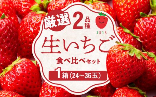 生いちご 厳選 2品種 食べ比べセット いちにのいちご園（2026年1月から発送開始）1箱　N085-YA776