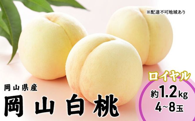 桃 2026年 先行予約 岡山 白桃 ロイヤル 4～8玉 1.2kg 岡山県産 JAおかやまのもも モモ 岡山県産 国産 フルーツ 果物 ギフト
