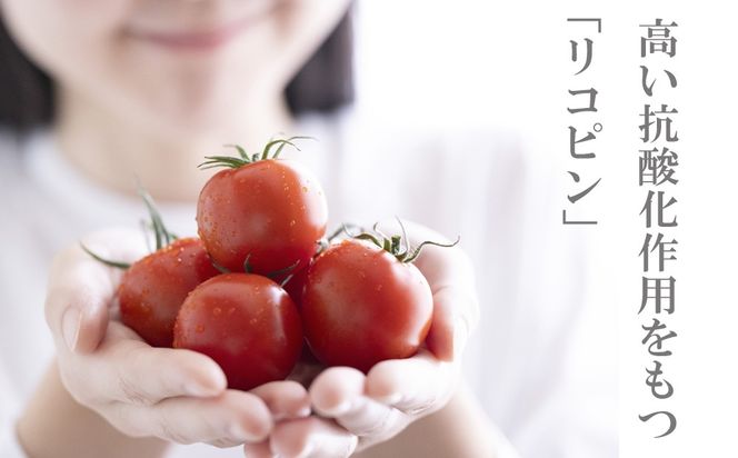 鈴鹿山麓トマト 中玉トマト「レッドオーレ」箱詰め（1.8kg入り）【トマト ミニトマト 採れたて 自然 栽培 水耕栽培 野菜 甘い あまい おいしい 美味しい 三重県 四日市市 ふるさと納税】